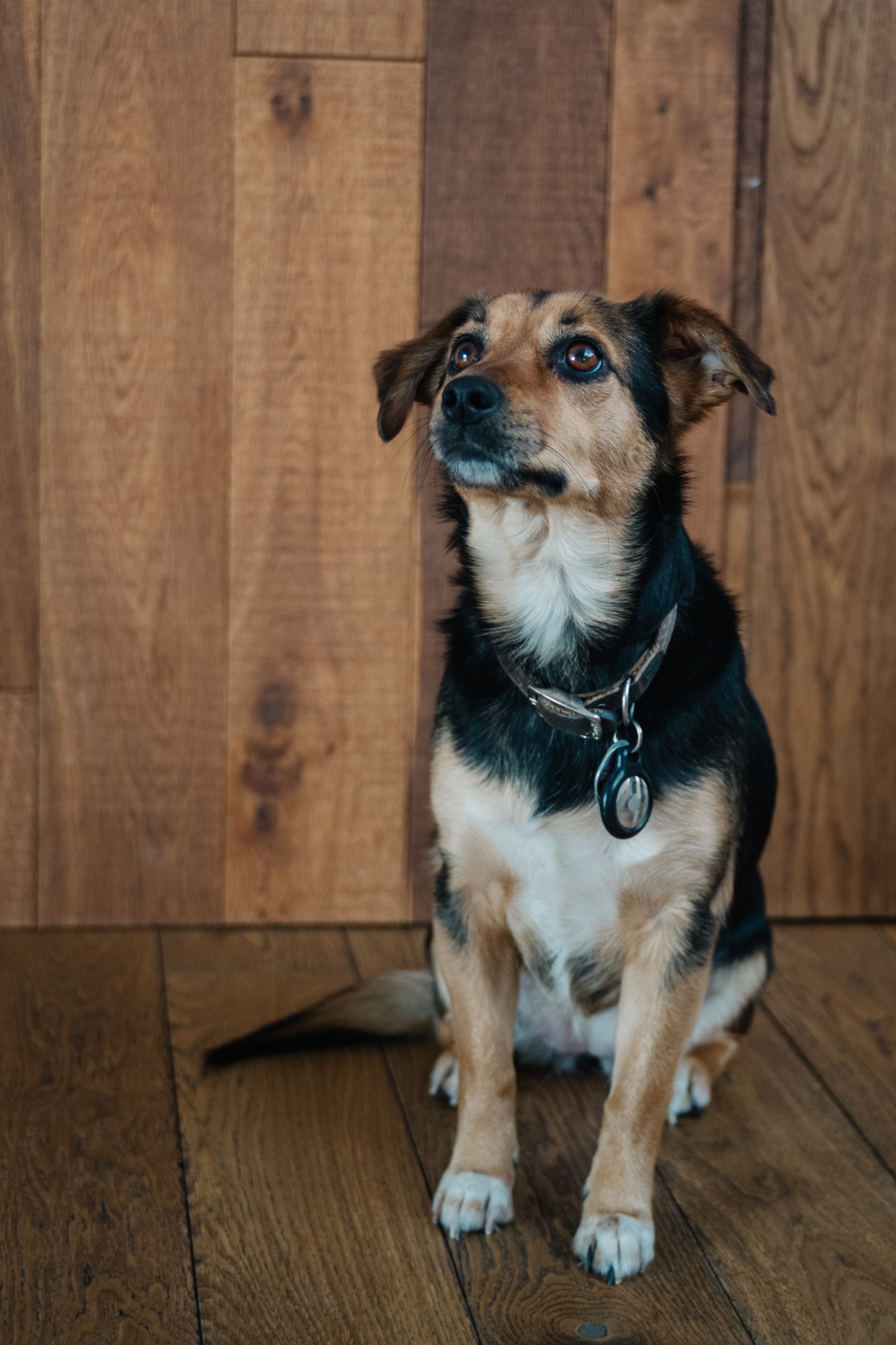 Frieda, der Wachhund von Bodenpflege Rhein-Neckar